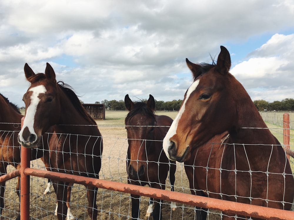 Dark bay horses over a fence